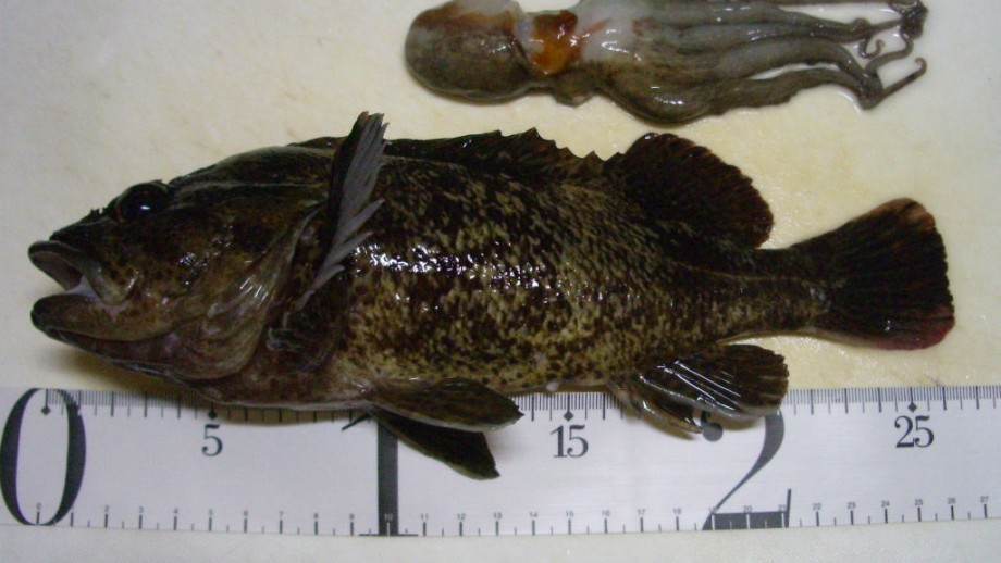釣りログ この魚