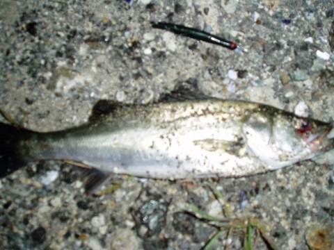5ucmtsvehss645skph8v_480_480-374f8ca3.jpg