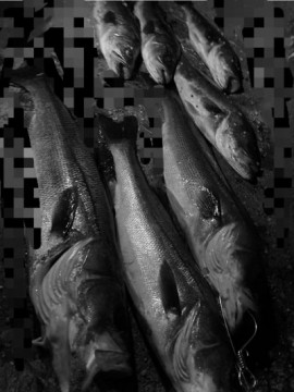 5udyos8576oscpibrbz6_360_480-20630627.jpg