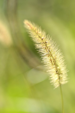 5ugbhsbjpgsf3gnem3oi_480_480-b9691de9.jpg