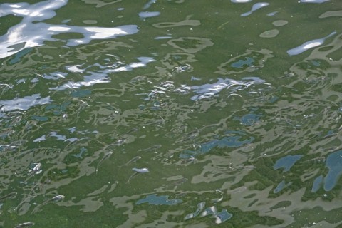 5v2b93ni2u5g65z9erjr_480_480-4a210c86.jpg