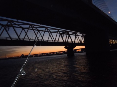 5wapw8zpsdp8mibrgu5t_480_480-df4c9e6d.jpg