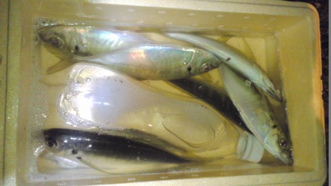 5wej7ap7aumufu76w2ht_480_480-fada4bd9.jpg