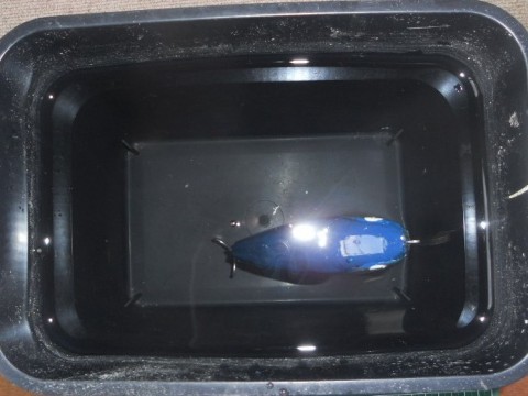 5wj83v9jvjarnm9yu2zr_480_480-ebc9c92d.jpg