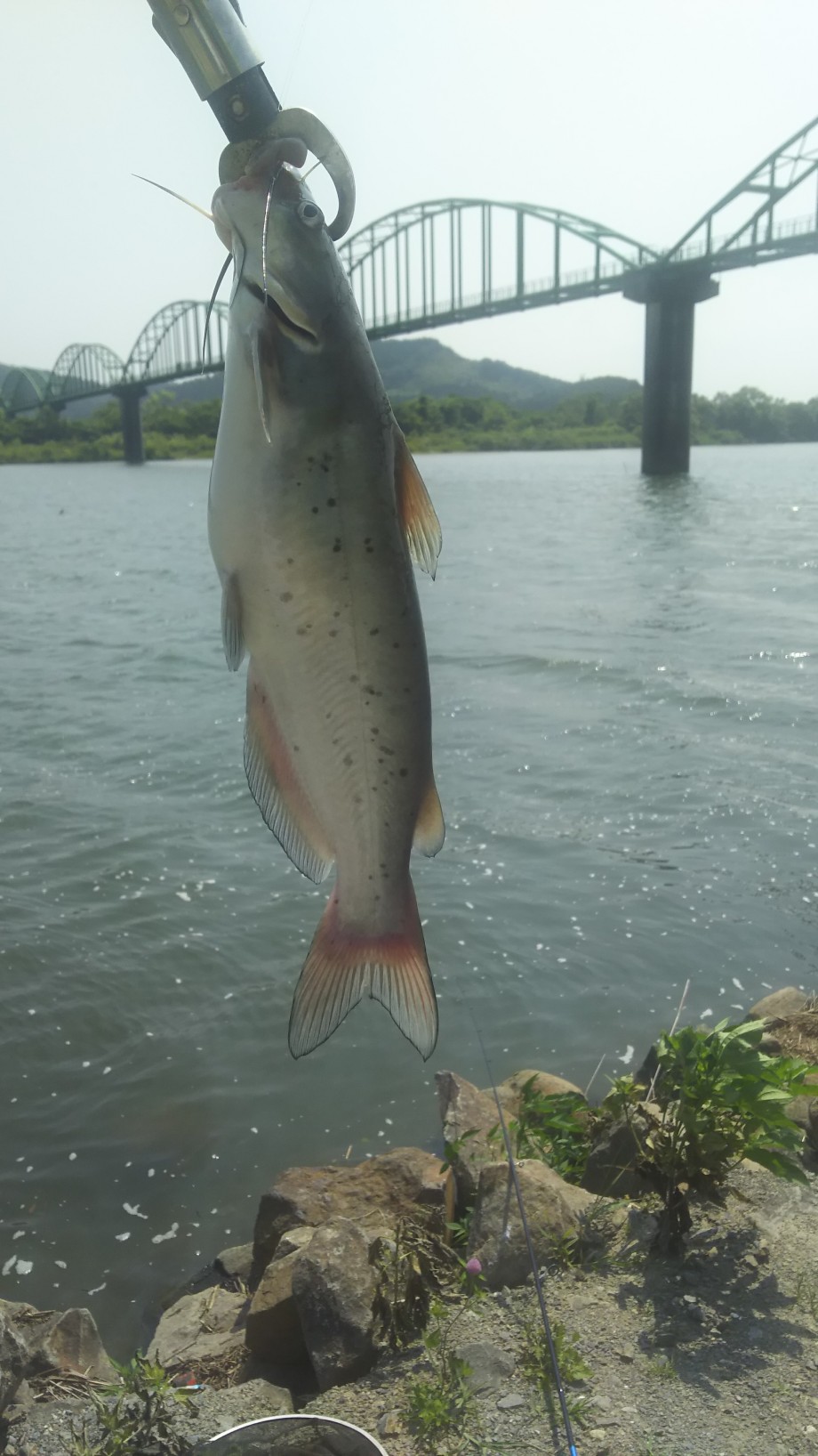 お魚探検日記 宮城県でのアメリカナマズ事情