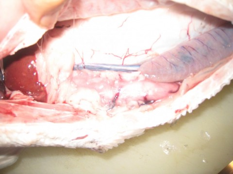 5y9h2tfn89mnnxx8nc89_480_480-d48c66ad.jpg