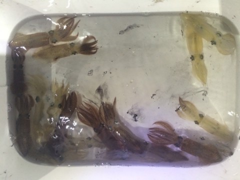 5ytjtuwozoa6i5s42ak5_920_690-12a514de.jpg