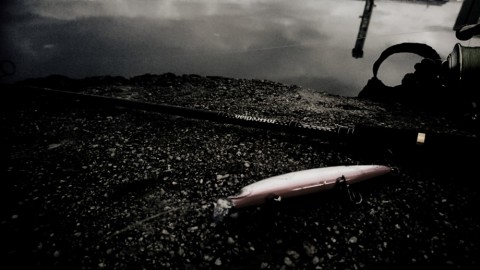5zijy2t74txwuwdbxm77_480_480-e5100d64.jpg