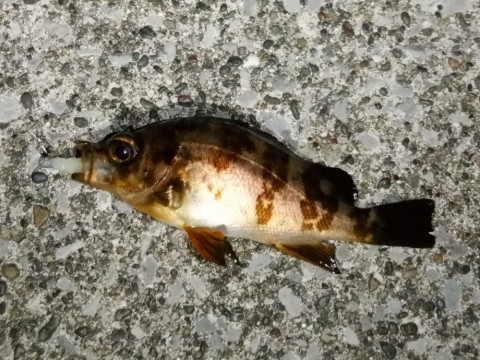 5zwfcpx35uttxmu9w62i_480_480-71bbd033.jpg