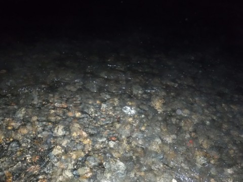 62vw6usxrxv3h2h5yhcf_480_480-122c9540.jpg