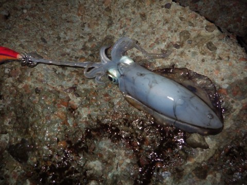 636magkea8y95b8a5dsm_480_480-1eaebc03.jpg