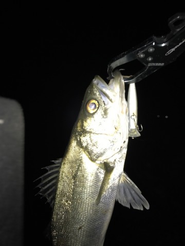 63p47fgkjhgpz7tts3ms_690_920-5826f6d8.jpg