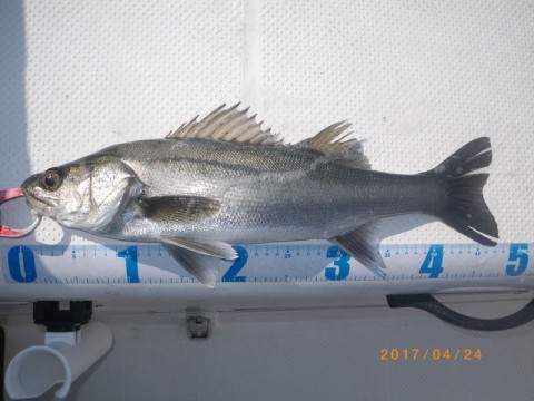 64623ikmnvufd57hbgw6_480_480-6f774576.jpg