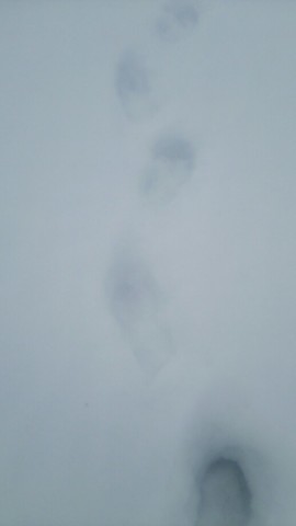 64ffbpgn8uppkzyn233o_518_920-1f439456.jpg