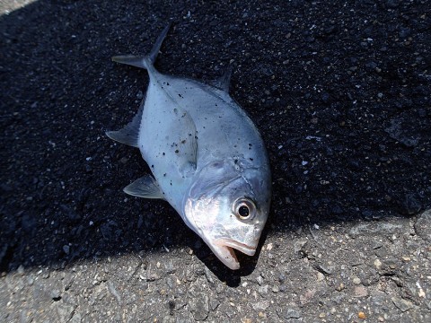 64gr686s29rmgpz4apv7_480_480-5cbdbb73.jpg