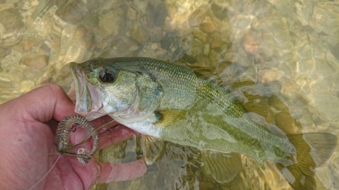 64mkgsug2rt6bjhbenom_480_480-36d7fbb9.jpg