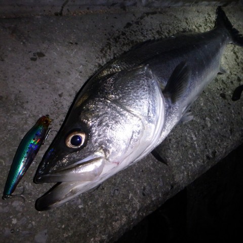 64os97j8fw6kdwkntzmy_480_480-ea03a27e.jpg