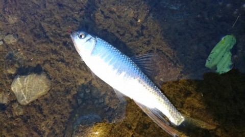 6586ibs2sieenva7egnc_480_480-25351c22.jpg