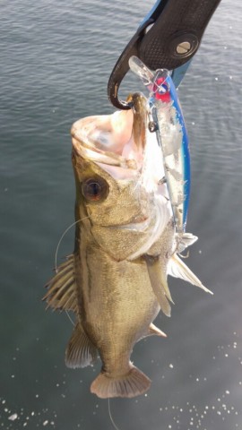 65ko5p2aks8v78bo8ogh_518_920-76f64380.jpg