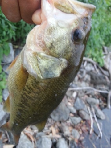 66dicw9fipz9sjkt6gre_480_480-32a5fb29.jpg