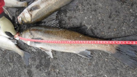 66mubfrahkj3visoiakc_480_480-d61c06ae.jpg