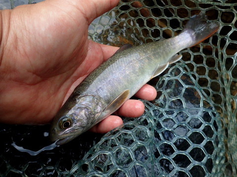 66pr49id2tyv6fn3in66-c914f358.jpg