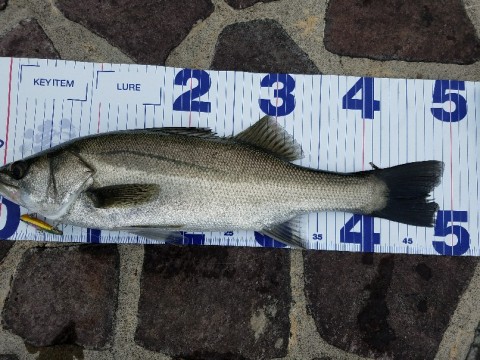 67465saz7brunapys5zr_806_604-e7a83261.jpg