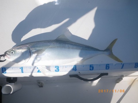 682v7s2peymbhaainuy6_480_480-fc5cf5ab.jpg