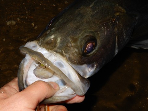 684x3jtvdckn4uzcm3bb_480_480-dbe3fc1c.jpg