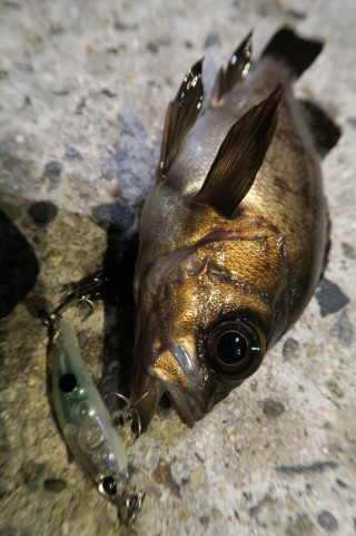 68mxtfdknpiyx9on79dp_480_480-965036ec.jpg