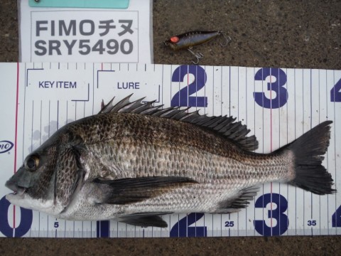693iwr59ms5nmubovyf2_480_480-628e7773.jpg
