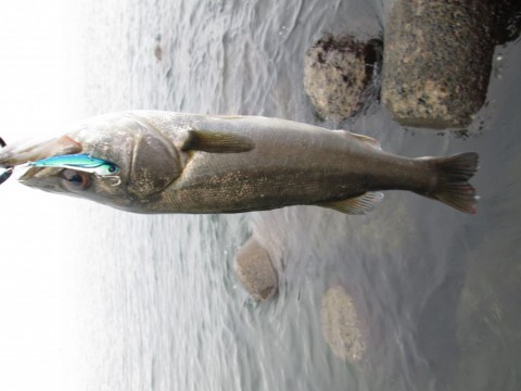 69758wp6bdzyf8fvjjs5_480_480-1c7758bc.jpg