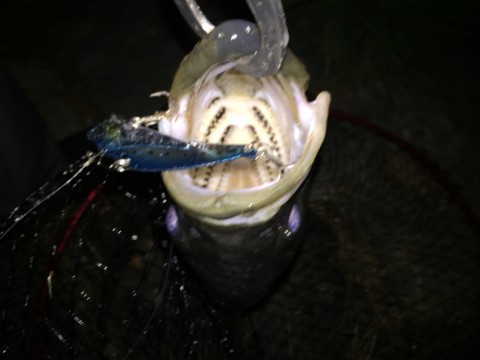 69psjcwwzh8a9icyomjf_920_690-69e0317c.jpg