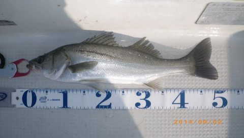 69rnsjuwjiy22rvatn97_480_480-e7d40162.jpg