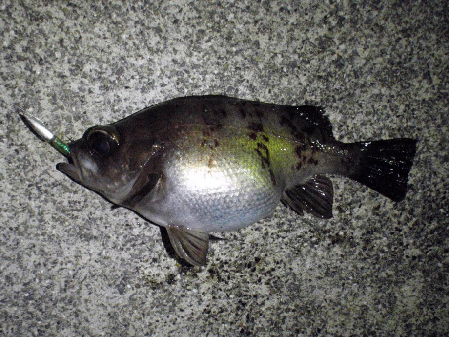 Kazuさんの釣り日記 抱卵個体のメバルとカサゴ