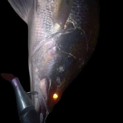 6aahiotu3imhfd3eb9fh_480_480-9605809f.jpg
