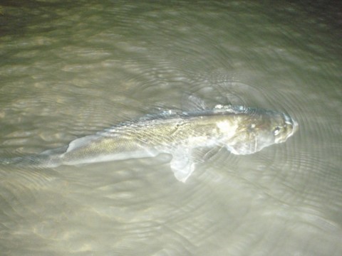 6axrtdhhs658og8pjbhr_480_480-60126812.jpg