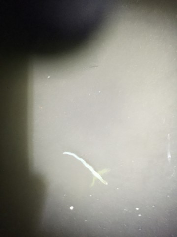 6batkbgdfvo2gydatprd_690_920-1b86deca.jpg