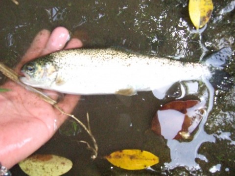 6bbrhz3pfzioh2dpgwdv_480_480-4530fd57.jpg