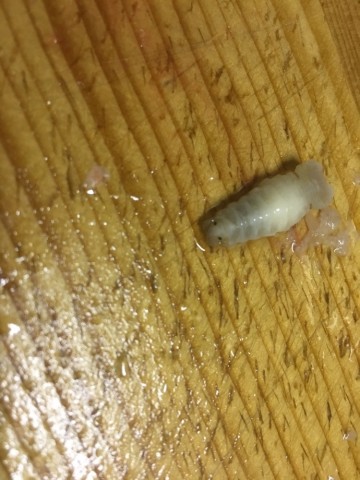 6bi66gywvoteievbug4e_690_920-3e15054c.jpg
