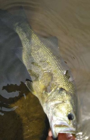 6chig6wagtz3tetow52c_480_480-1a8a9663.jpg