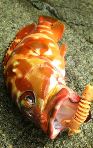 6deps88u6jg5wxho4fj5_582_920-3b5095b5.jpg