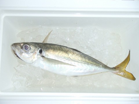 6dfwzosycwgyb539r439_480_480-557f8d4c.jpg