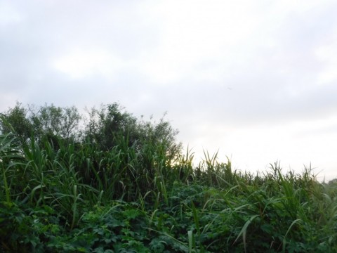 6dun5gghk4yomg9gep9t_480_480-7cb670d7.jpg