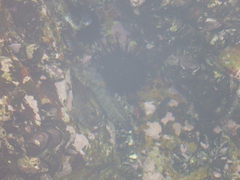 6f855x4kddfm785ufzgo_480_480-5b89034b.jpg