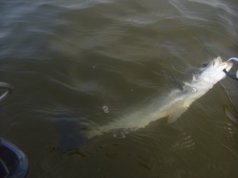 6fefby7tjrnamu64emax_480_480-21e0bf24.jpg