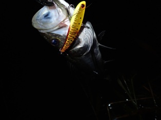 6foou6pdbneobw4cwrcn-78f20290.jpg