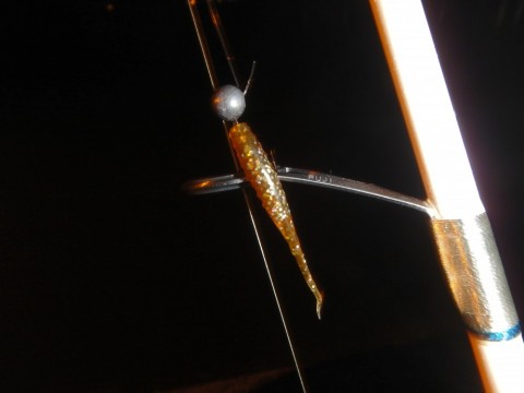 6gauzyzbg749gk48xypk_480_480-62e6c7ab.jpg