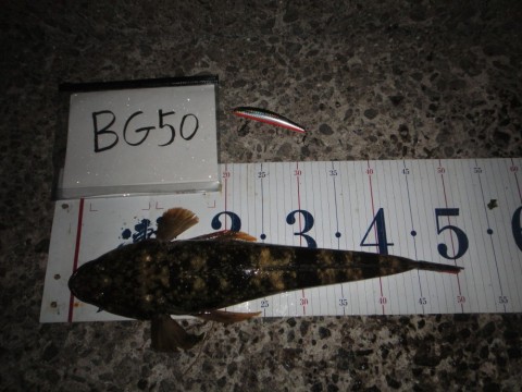 6gobdm7w53yyagngww6o_480_480-9d52b36d.jpg