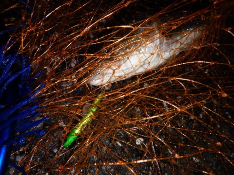 6gozge2k664r2tdfdt4h_480_480-a8861e4d.jpg